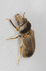 Heterocerus fenestratus
