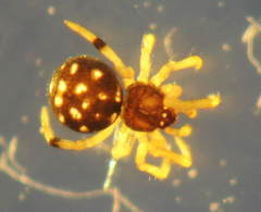 Neottiura suaveolens