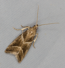 Nyctegretis lineana