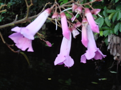 Bignonieae