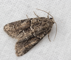 Cryphia fraudatricula