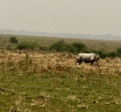 Rhinoceros unicornis