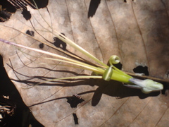 Billbergia acreana