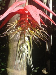 Billbergia acreana