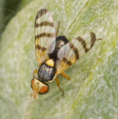 Urophora