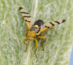 Urophora