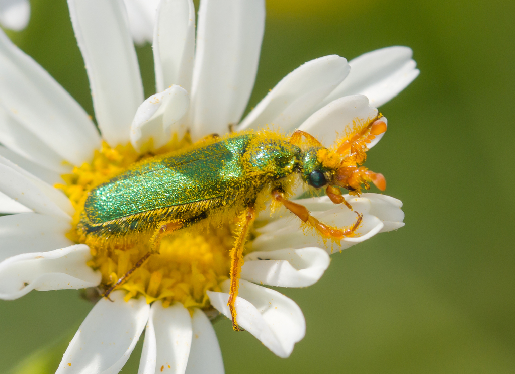Cerocoma schaefferi