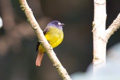Myiotriccus ornatus