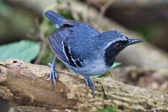 Myrmoborus myotherinus