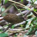 Black-billed Treehunter - Photo (c) Eric Carpenter, some rights reserved (CC BY-NC), uploaded by Eric Carpenter