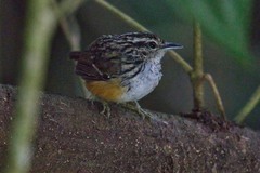 Hypocnemis peruviana