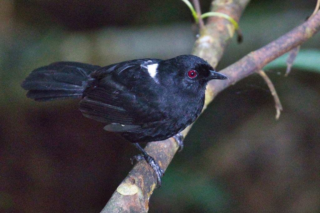 East Amazonian Fire-eye photo