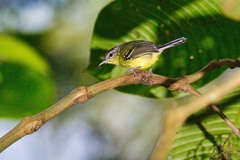 Herpsilochmus axillaris
