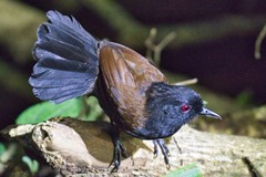 White-Backed Fire-Eye photo 2