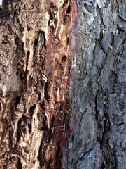 Reticulitermes lucifugus