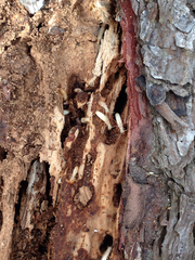 Reticulitermes lucifugus