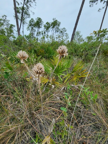 Image of Verbesina chapmanii by (c) Scott Allen Davis, some rights reserved (CC BY)