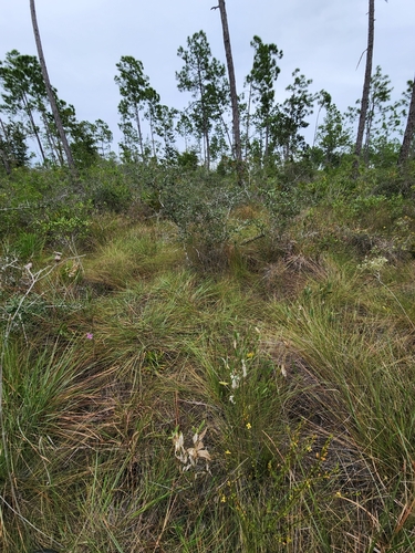 Image of Verbesina chapmanii by (c) Scott Allen Davis, some rights reserved (CC BY)