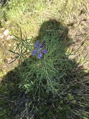 Lupinus truncatus