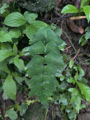 Adiantum macrophyllum image