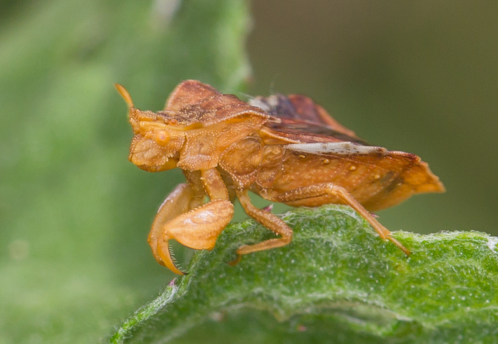 Phymata crassipes
