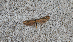 Eupithecia subapicata