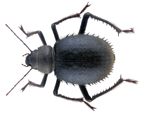 Urchin Beetle