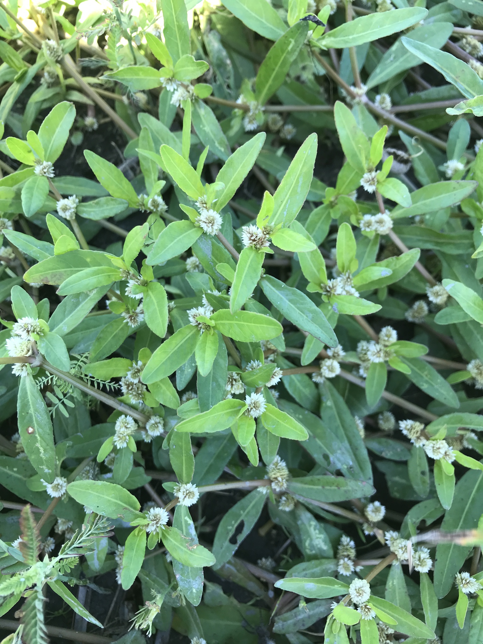 Sessile Joyweed Alternanthera sessilis · iNaturalist