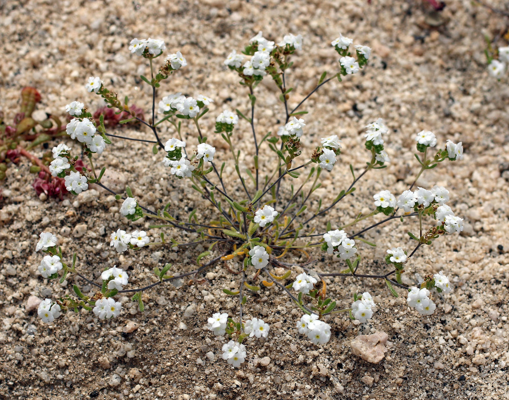 Eremocarya