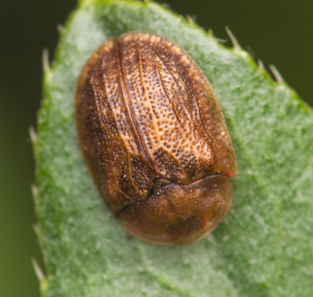 Hypocassida