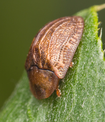 Hypocassida subferruginea