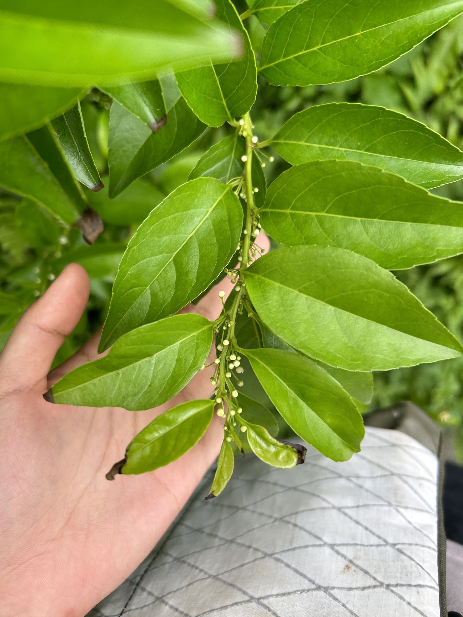 Imagem de Ilex kusanoi