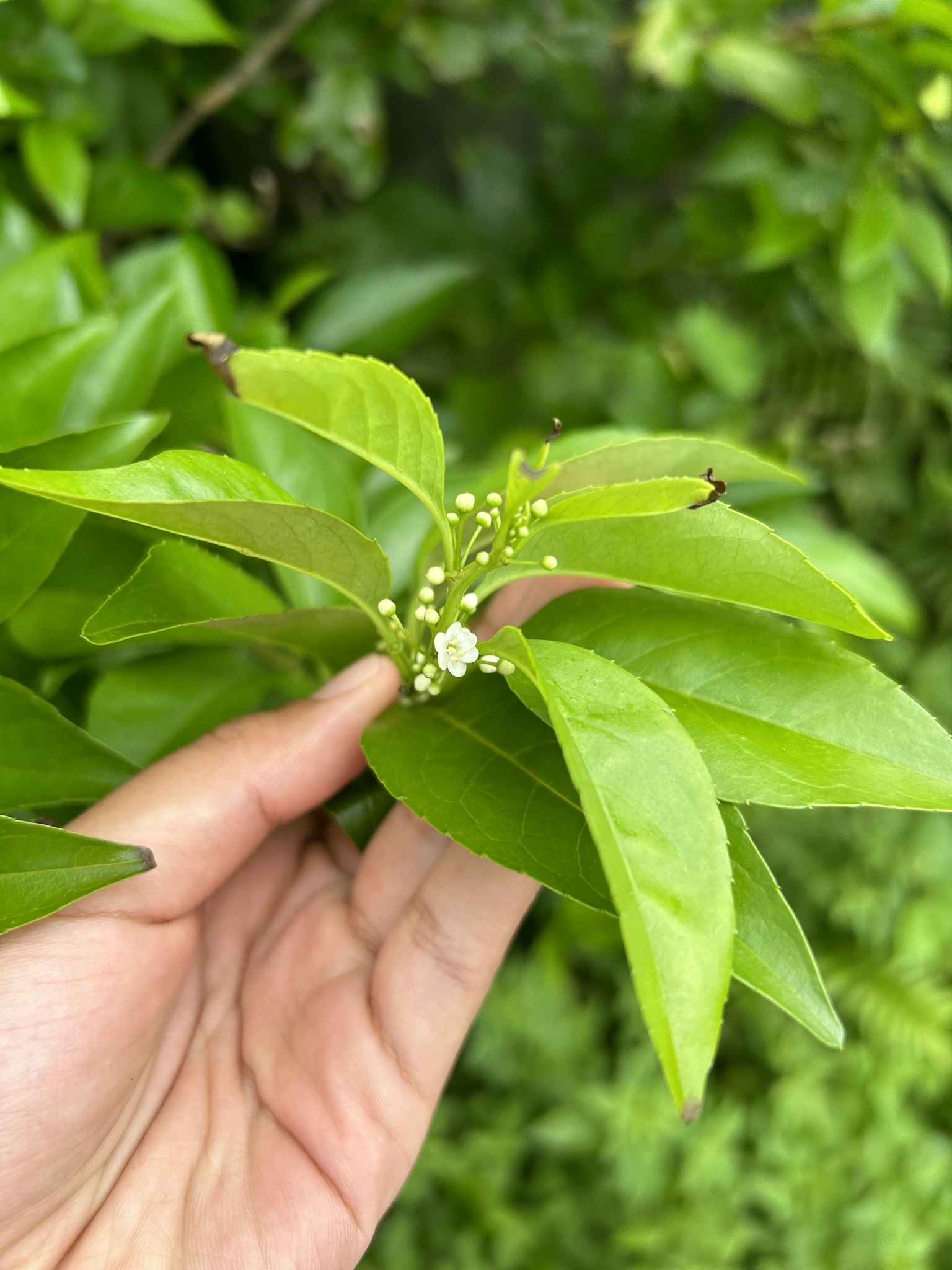 Imagem de Ilex kusanoi