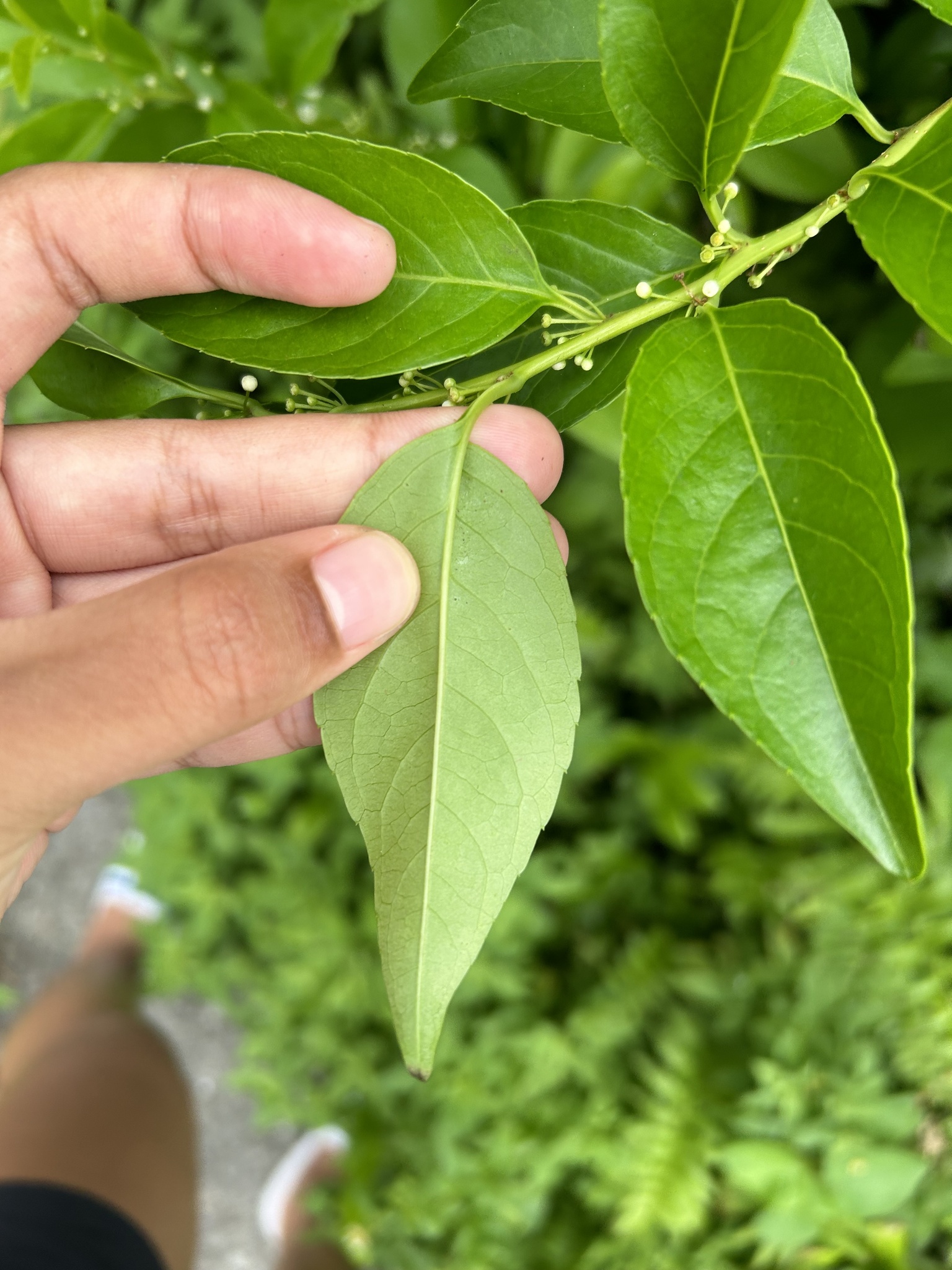 Imagem de Ilex kusanoi