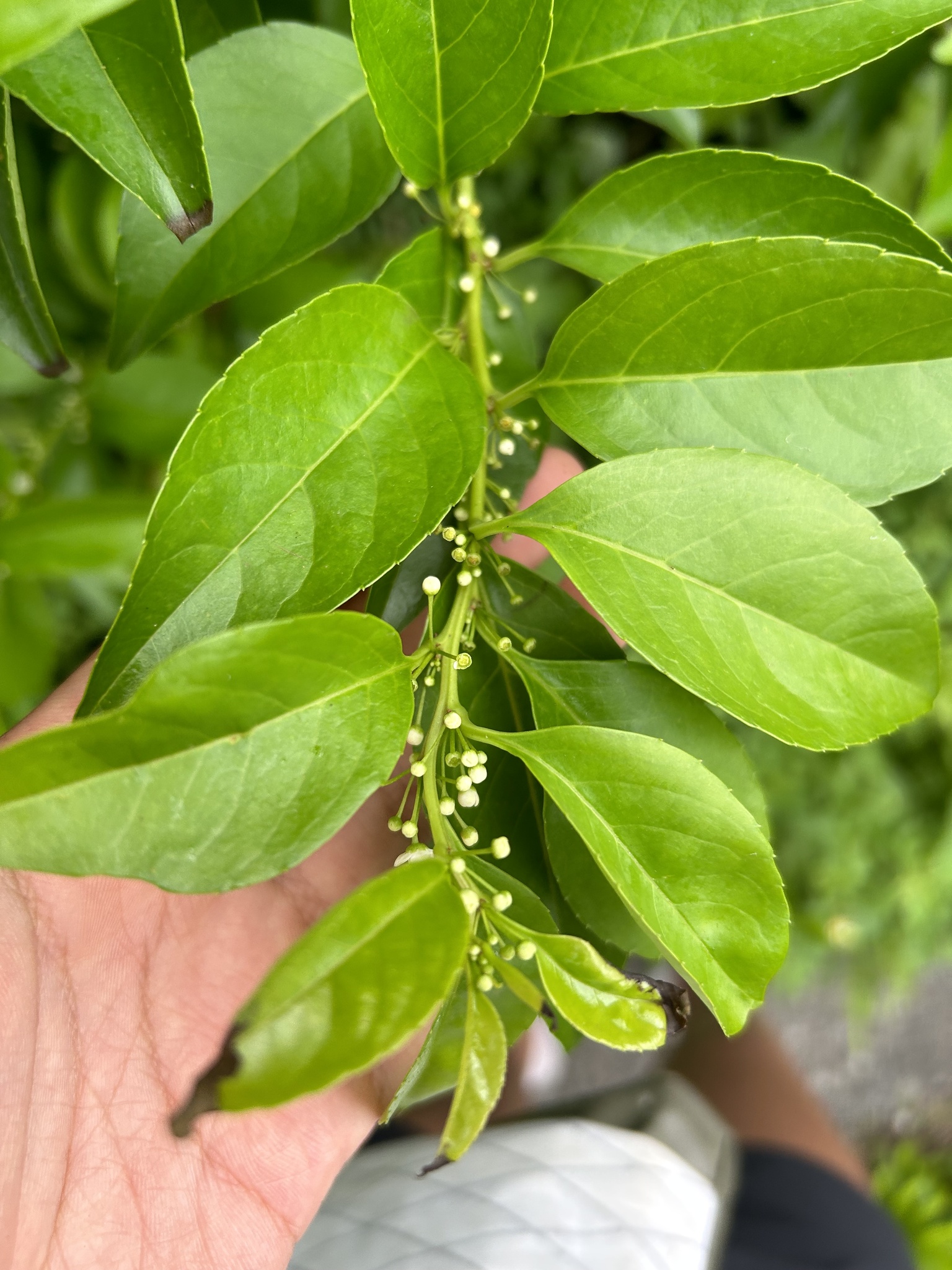 Imagem de Ilex kusanoi