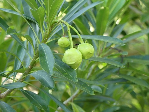 Cascabela gaumeri