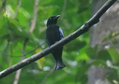 Short-Tailed Drongo photo 2