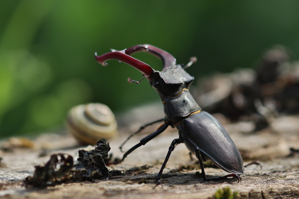 Lucanus