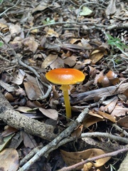 Amanita flavoconia image