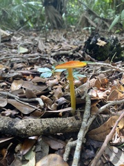 Amanita flavoconia image