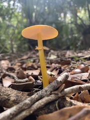 Amanita flavoconia image