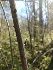 Neviusia alabamensis