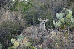 Odocoileus virginianus carminis