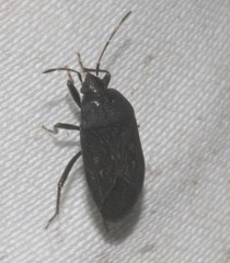 Neolethaeus