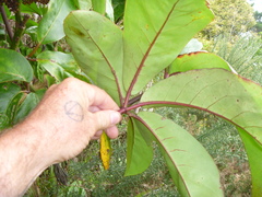 Pseudopanax laetus