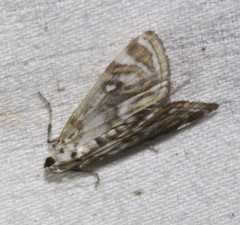 Parapoynx polydectalis