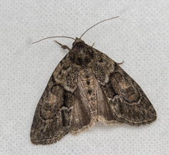 Cryphia fraudatricula