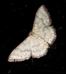 Idaea coercita