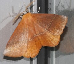 Anthela excellens