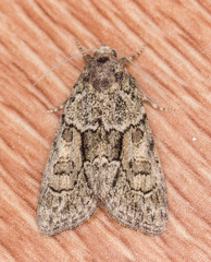 Cryphia fraudatricula